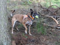 Belgian Shepherd